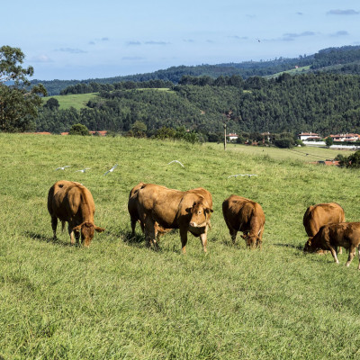 Prados y vacas cerca de la localidad imagen